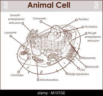 Tierischen Zelle Anatomie Diagramm Struktur mit allen Teilen Kern glatte rauhen endoplasmatischen Retikulum Zytoplasma Golgi-apparat mitochondrinmembra Centro Stock Vektor