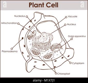 Pflanzenzelle auf Weiß foto-realistische Vector Illustration Stock Vektor