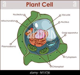 Pflanzenzelle auf Weiß foto-realistische Vector Illustration Stock Vektor