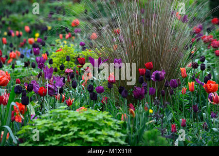 Tulip Display, Tulpen, Tulipa, tulip flower power, Tulip dauerhafte Liebe, tulip Paul Scherer, tulip Black Parrot, tulip Blue Parrot, Gärten, Frühling, RM Floral Stockfoto