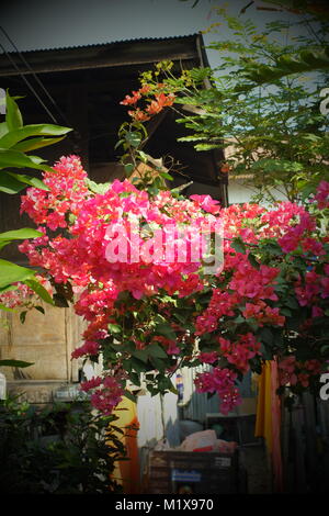 Schönen Blumen in Chiang Mai, Thailand. Stockfoto