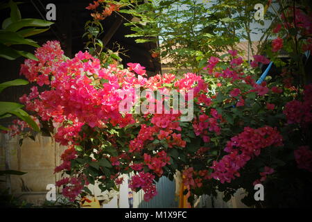 Schönen Blumen in Chiang Mai, Thailand. Stockfoto