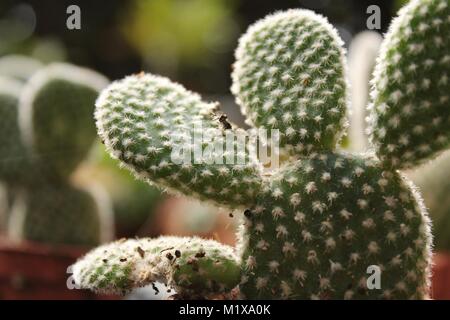 Schöne und bunte Opuntia Microdasys im Garten Stockfoto