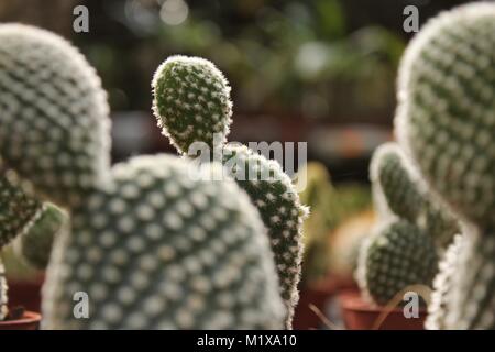 Schöne und bunte Opuntia Microdasys im Garten Stockfoto