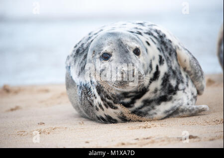 Die Kegelrobbe (Halichoerus grypus) nehmen Sie sich Zeit zum Entspannen und Relaxen am Strand Stockfoto