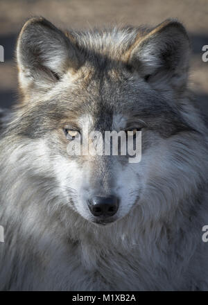Einen erwachsenen weiblichen Mexikanischen grauer Wolf portrait Stockfoto