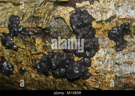Der schwarzen Hexe Butter Exidia glandulosa Stockfoto