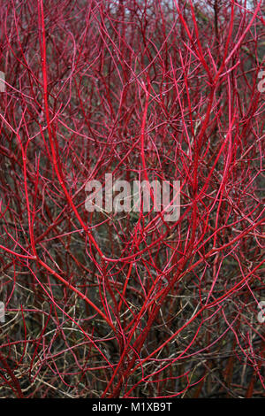 Gemeinsame Hartriegel Cornus sanguinea Stiele im Winter Stockfoto