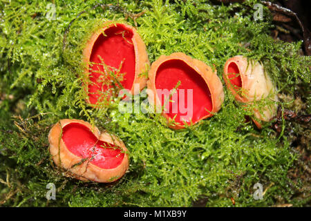 Scharlachrote Elf Cup Sarcoscypha coccinea Stockfoto