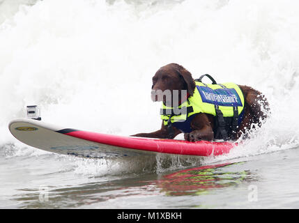 Surf City Surf Dog Wettbewerb in Huntington Beach, Kalifornien, einschließlich der Weltrekordversuch für die meisten Hunde auf einem Surfbrett. Stockfoto