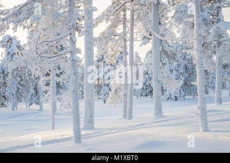 Frosty Baumstämmen in einem sonnigen verschneiten Wald Stockfoto