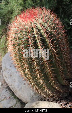 Bunte Ferocactus Pilosus in einem Garten in Elche, Spanien Stockfoto