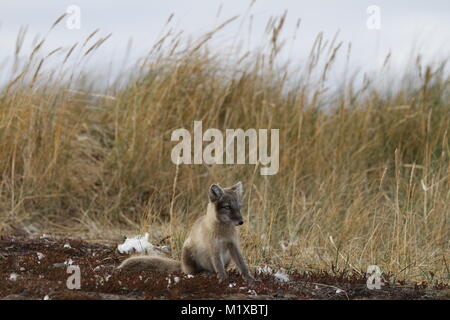 Junger Polarfuchs, Vulpes Lagopus, im Herbst Farben aus starrte in die Ferne, in der Nähe der Höhle, in der Nähe von arviat Nunavut Kanada Stockfoto