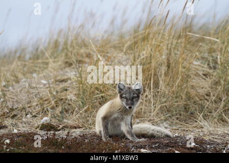 Junger Polarfuchs, Vulpes Lagopus, im Herbst Farben in der Tat des Kratzen, in der Nähe von arviat Nunavut Kanada gefangen werden, Stockfoto