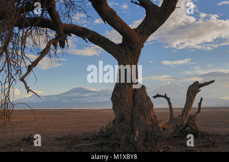 Einsamer Baum auf den Ebenen des Amboseli Nationalpark, mit dem Kilimanjaro im Hintergrund. Stockfoto
