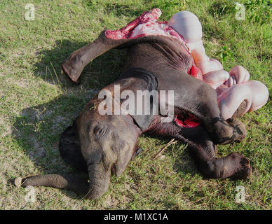 Leiche von afrikanischen Elefanten Kalb von Löwen getötet. Amboseli. Kenia Stockfoto