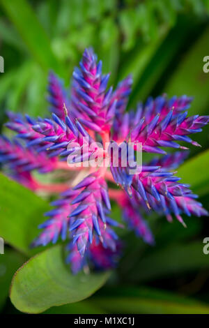 Rosa und Violett Blütenstiele der Sorte der Gattung Aechmea - "Blue Tango" Bromeliaceae/Bromelie, Naples, Florida, USA Stockfoto