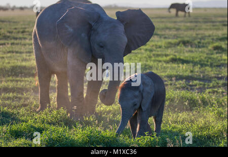 Sehr junger afrikanischer Elefant (Loxodonta africana) mit rotem Fell Haare auf dem Kopf. Amboseli. Kenia. Stockfoto