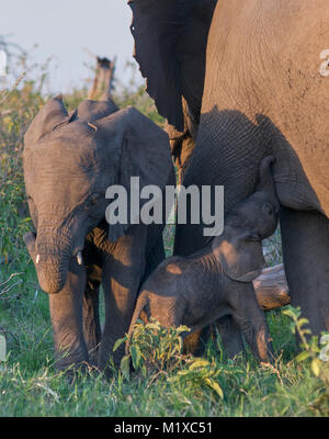 Elefant (Loxodonta africana) Kalb saugen von seiner Mutter mit warmen Nachmittag Licht. Junge allomother steht neben Ihnen. Amboseli. Kenia. Stockfoto