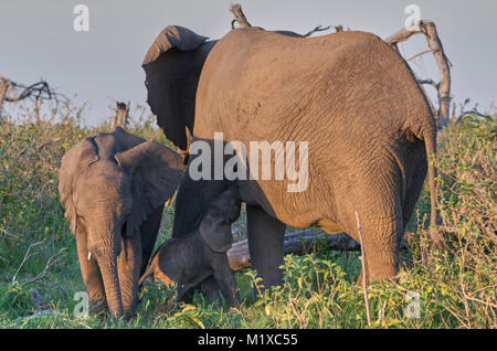 Elefant (Loxodonta africana) Kalb saugen von seiner Mutter mit warmen Nachmittag Licht. Junge allomother steht neben Ihnen. Amboseli. Kenia. Stockfoto