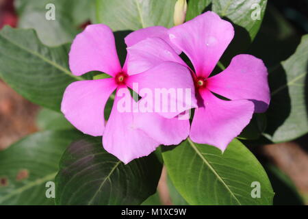 Catharanthus roseus/Rose Periwinkle Stockfoto