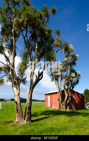 Rote Scheune und Kohl Bäume, Matarawa Straße, Dalefield, Wairarapa, Neuseeland Stockfoto