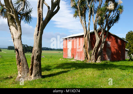 Rote Scheune und Kohl Bäume, Matarawa Straße, Dalefield, Wairarapa, Neuseeland Stockfoto