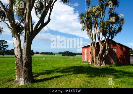 Rote Scheune und Kohl Bäume, Matarawa Straße, Dalefield, Wairarapa, Neuseeland Stockfoto