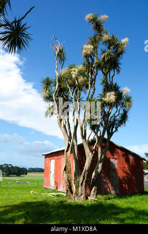 Rote Scheune und Kohl Bäume, Matarawa Straße, Dalefield, Wairarapa, Neuseeland Stockfoto