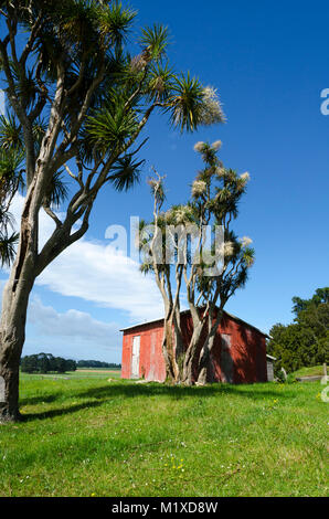 Rote Scheune und Kohl Bäume, Matarawa Straße, Dalefield, Wairarapa, Neuseeland Stockfoto