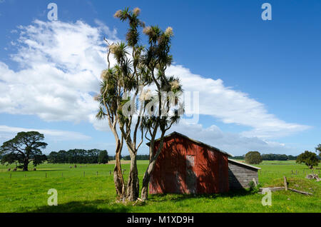 Rote Scheune und Kohl Bäume, Matarawa Straße, Dalefield, Wairarapa, Neuseeland Stockfoto