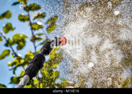 Besprühen der Blätter der Bäume gegen Schädlinge mit Chemikalien. Stockfoto