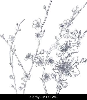 Cherry Blossom Pfirsich Blumen Hintergrund Muster Stock Vektor