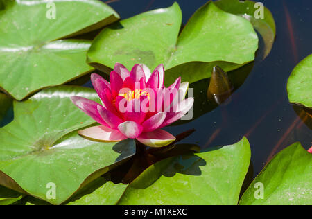 Nymphaea Wasserpflanzen an Blütezeit in kleinen künstlichen Teich Stockfoto