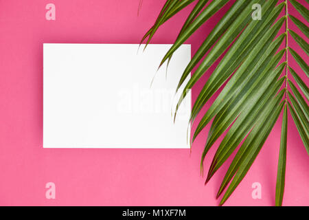 Tropische Palme Blatt auf einem hellen rosa Hintergrund mit Kopie spcae Stockfoto