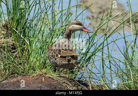 Red-Billed Teal Stockfoto