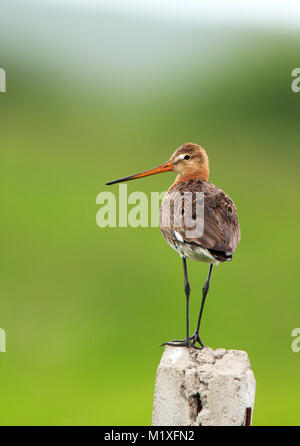 Single Uferschnepfe Vogel auf einem Zaun Stick während der Frühling Stockfoto