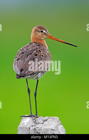 Single Uferschnepfe Vogel auf einem Zaun Stick während der Frühling Stockfoto