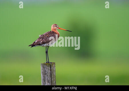 Single Uferschnepfe Vogel auf einem Zaun Stick während der Frühling Stockfoto