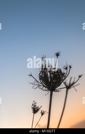 Silhouette von getrockneten Fruchtkörper Leiter der Wilde Möhre Daucus carota Ripalimosani, Campobasso, Italien, wieder ein Winter sonnenuntergang himmel Stockfoto