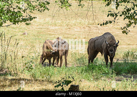 Wisent (Bison bonasus), Wisent oder der Europäischen Holz (zimbru), Wohnen im Grünen Wald, Porträt hautnah. Stockfoto