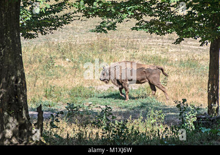 Wisent (Bison bonasus), Wisent oder der Europäischen Holz (zimbru), Wohnen im Grünen Wald, Porträt hautnah. Stockfoto