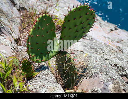 Feigenkaktus Bush wächst auf einem Felsen am Meer Stockfoto