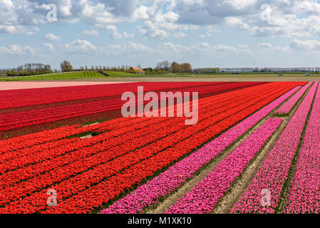 Tulpenfelder in Holland an einem sonnigen Tag im Frühling. Die schönen Zeilen mit Blumen in voller Blüte sind mit roten und rosa Tulpen. Der Himmel ist blau w Stockfoto