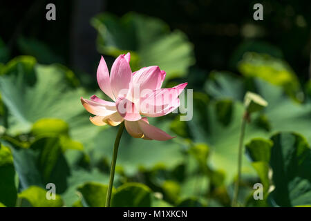 Indische Lotosblume (Nelumbo nucifera), der Botanische Garten Pamplemousses, Mauritius, Afrika | Nelumbo nucifera, heilige Lotus, Pamplemousses Botanical Stockfoto