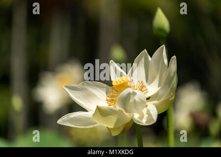 Amerikanische Lotosblume (Nelumbo lutea), der Botanische Garten Pamplemousses, Mauritius, Afrika | Nelumbo lutea, der Botanische Garten Pamplemousses Mauriti Stockfoto