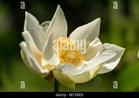 Amerikanische Lotosblume (Nelumbo lutea), der Botanische Garten Pamplemousses, Mauritius, Afrika | Nelumbo lutea, der Botanische Garten Pamplemousses Mauriti Stockfoto