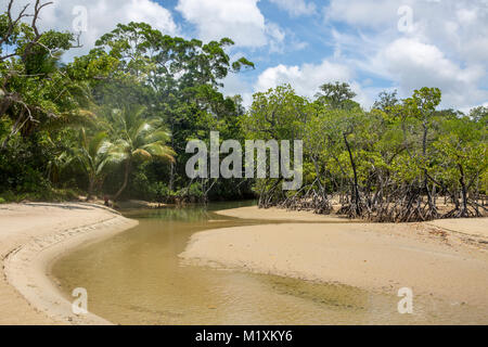 Cow Bay Strand mit Mangroven, Cape Tribulation in Far North Queensland, Australien Stockfoto