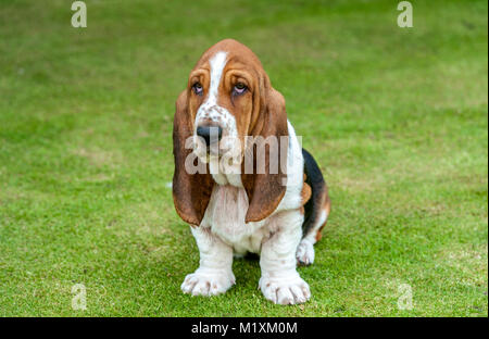 Der Basset Hound ist eine kurzbeinige Rasse der Hund Der Hund der Familie. Der Basset Hound ist ein Duft, der ursprünglich für die Jagd gezüchtet wurde h Stockfoto