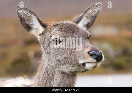 Wild roaming Rotwild hind Nahaufnahme der Schottischen Highlands Schottland Stockfoto